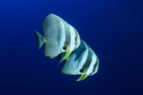 Become A PADI Open Water Diver In 3 Days In Perth - Hobart Tourism 4
