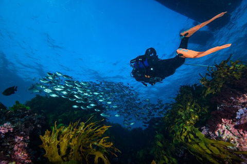 Become A PADI Open Water Diver In 3 Days In Perth - Hobart Tourism 1