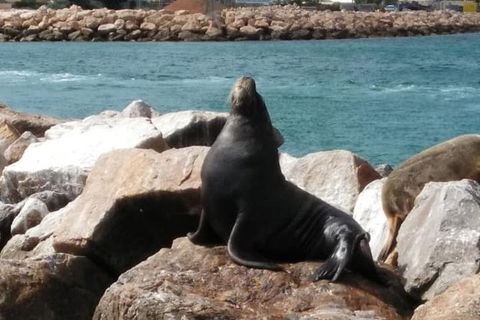 Lobster Fishing Tour At Geraldton - Tourism TAS 3