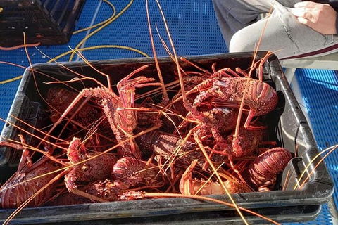 Lobster Fishing Tour At Geraldton - Tourism TAS 6