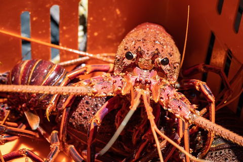 Rock Lobster Pot Pull Tour In Kalbarri - Tourism TAS 3
