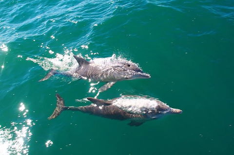 Sailing Kayak Adventure Through The Peel Harvey Estuary - Tourism TAS 1
