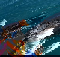 AOC Broome Whale Watching - Hobart Tourism