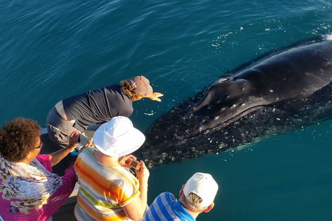 AOC Broome Whale Watching - Tourism TAS 0