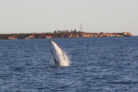 AOC Broome Whale Watching - Tourism TAS 2