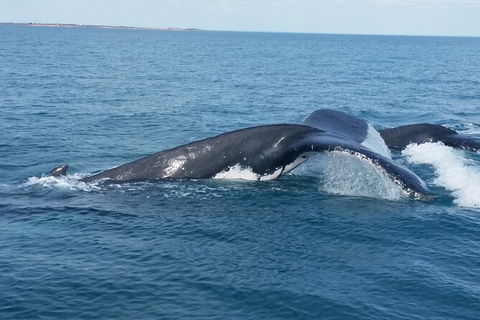 AOC Broome Whale Watching - Tourism TAS 1