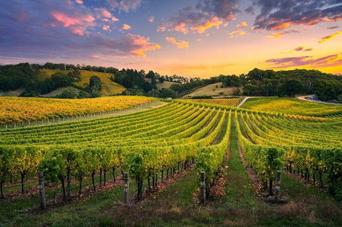 Swan Valley Sunset Wine Tour - Premium Small Group Tour - Hobart Tourism 0