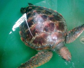 Australian Seabird Rescue - Tourism TAS 0