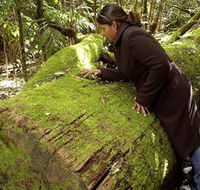 Washpool National Park - Washpool Walk - Tourism TAS
