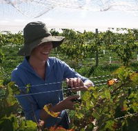 Kingsdale Wines - Tourism TAS