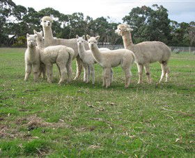 Blackgate Lodge Alpaca Stud - Hobart Tourism 0