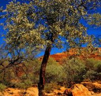Mt Romance Australia Pty Ltd - Tourism TAS