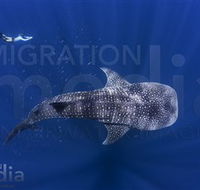 Migration Media - Tourism TAS