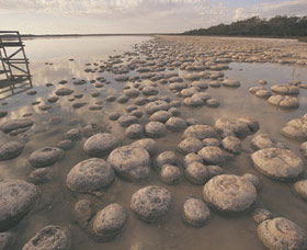 Lake Clifton Thrombolites - Tourism TAS 0