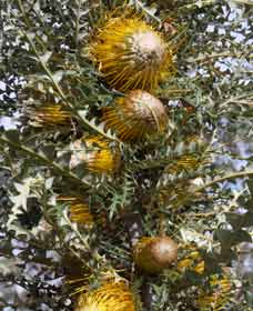 Narrogin WA Tourism TAS