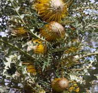 Woylie Walk Dryandra Woodland - Tourism TAS