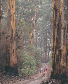 Lake Jasper WA Tourism TAS