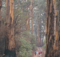 Beedelup National Park - Tourism TAS