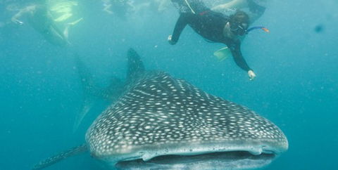 Aristocat Snorkel And Scuba Port Douglas - Tourism TAS 1