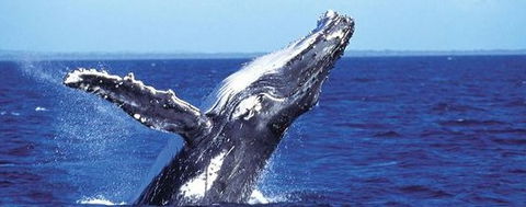 Aristocat Snorkel And Scuba Port Douglas - Tourism TAS 2