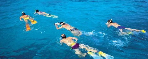 Aristocat Snorkel And Scuba Port Douglas - Tourism TAS 4