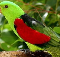 Birdworld Kuranda - Hobart Tourism