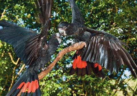 Birdworld Kuranda - Hobart Tourism 2