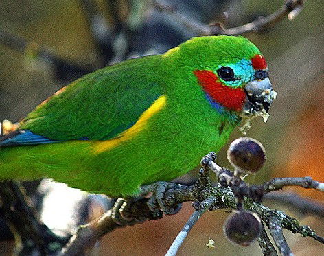 Birdworld Kuranda - Hobart Tourism 3