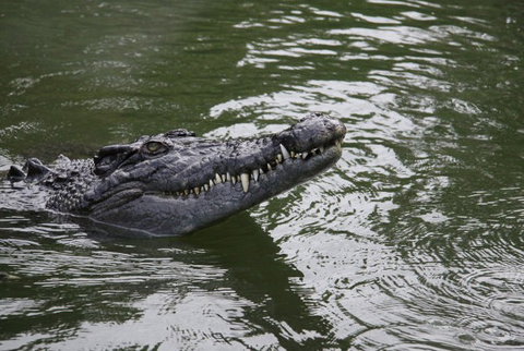 Daintree River Cruise Centre - Tourism TAS 1