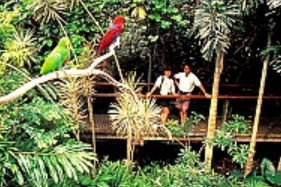 Reef And Rainforest Connections - Tourism TAS 4