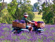 Aloomba Lavender - Tourism TAS 4