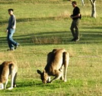 Araucaria Ecotours - Hobart Tourism