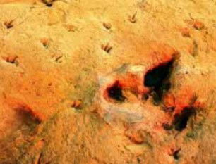 Australia's Dinosaur Trail - Tourism TAS 2