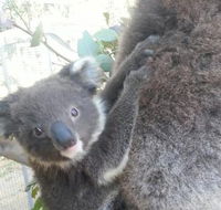 West Oz Wildlife Petting Zoos - Hobart Tourism