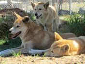 West Oz Wildlife Petting Zoos - Tourism TAS 1