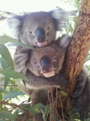 West Oz Wildlife Petting Zoos - Tourism TAS 4