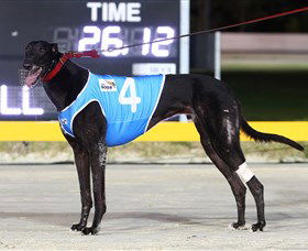 Bulli Greyhound Racing Club - Hobart Tourism 3