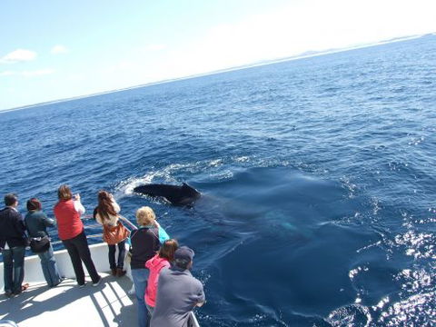 Moonshadow–TQC Cruises - Tourism TAS 1