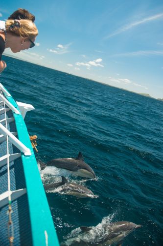 Moonshadow–TQC Cruises - Tourism TAS 3