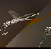 Dragonfly Discovery - Tourism TAS