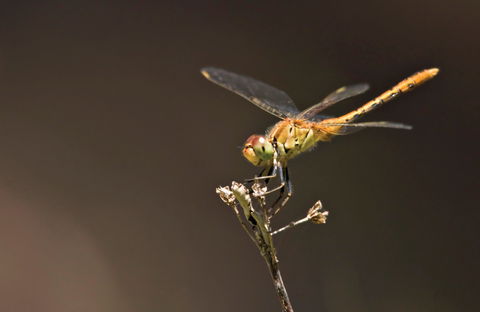 Dragonfly Discovery - Tourism TAS 0