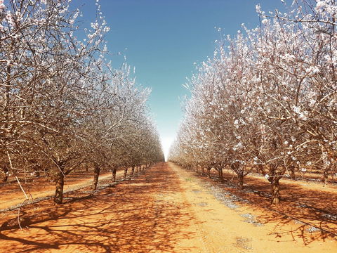 Mallee Almond Blossom Festival - Tourism TAS 0