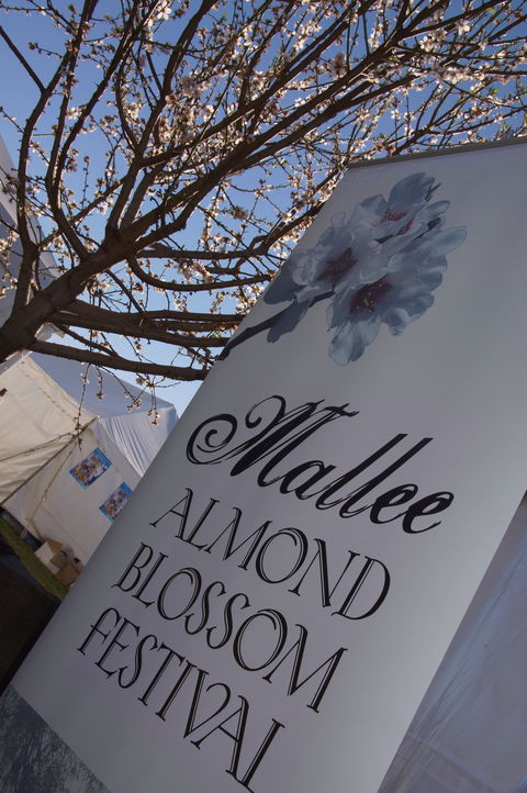 Mallee Almond Blossom Festival - Tourism TAS 1