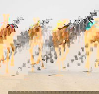 The Quirindi Camel Cup - Hobart Tourism