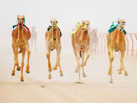 The Quirindi Camel Cup - Hobart Tourism 0