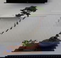 Wauchope Bonsai Workshop Group - Hobart Tourism