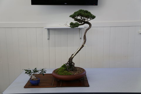 Wauchope Bonsai Workshop Group - Tourism TAS 0