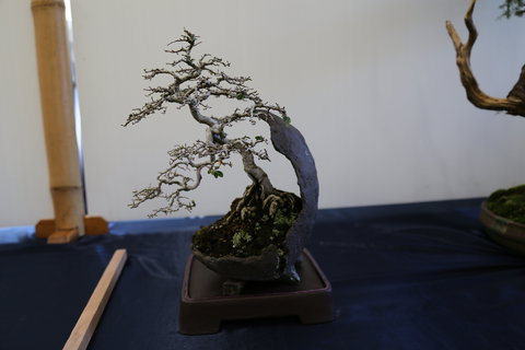 Wauchope Bonsai Workshop Group - Tourism TAS 1