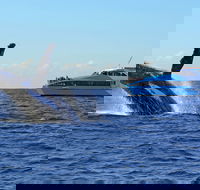 Whale Watching Cruises - Hobart Tourism