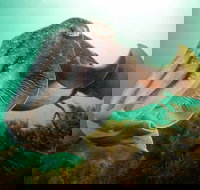 Whyalla Maritime Museum - Cuttlefish Capers - Tourism TAS